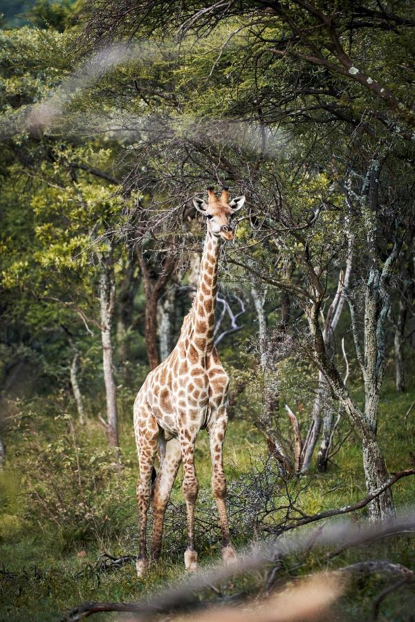 Letamo At Qwabi Private Game Reserve By Newmark Bela-Bela Zewnętrze zdjęcie